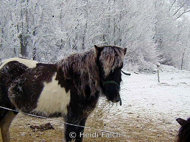 Rimfrosen hest - Flot pandelok. Januar 2003
